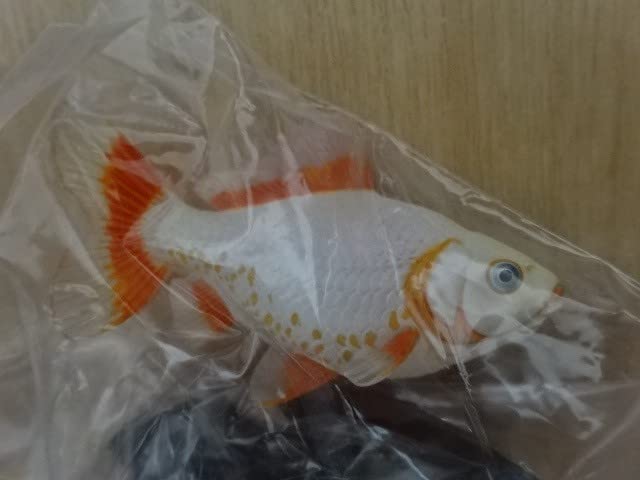 原色鑑賞魚図鑑I 金魚 フィギュア まとめ売り Amazon.co.jp: 原色観賞魚図鑑Ⅰクロデメキン金魚黒出目金フィギュア