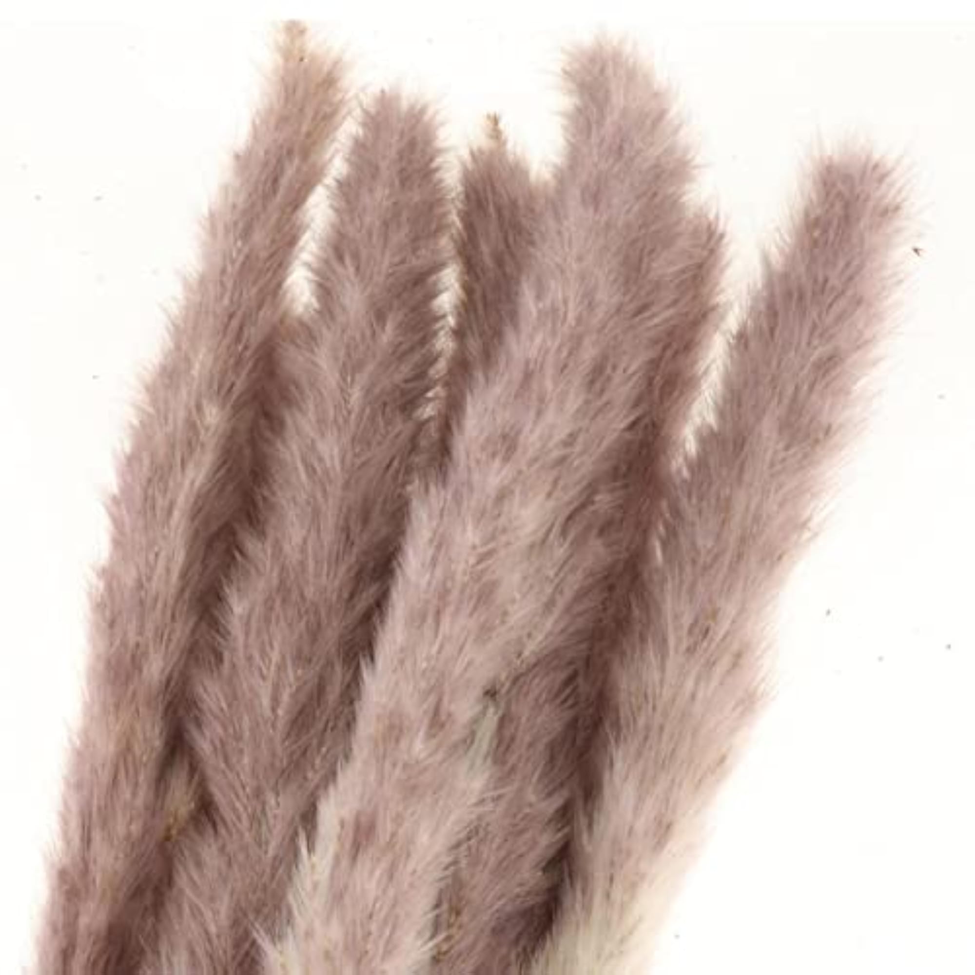 Dried Pampas Grass Reed Flower Decor, 10PCS for Home & Wedding