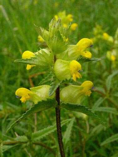 Buy4seeds 1500 Seeds Flower Yellow Rattle RHINANTHUS Minor Useful for Gardening (1500 Seeds)