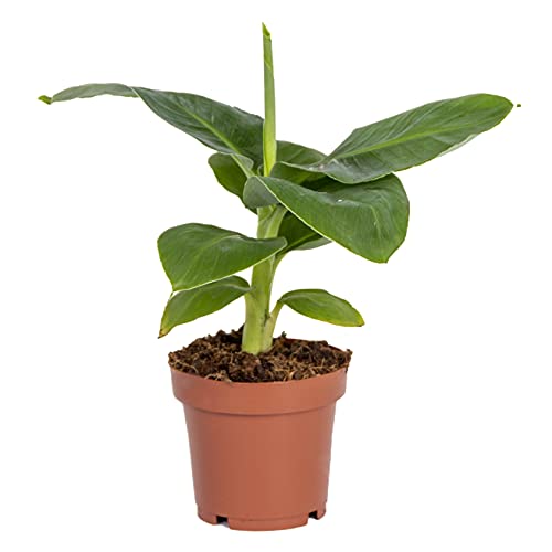 Bloomique - Musa Dwarf Ca...
