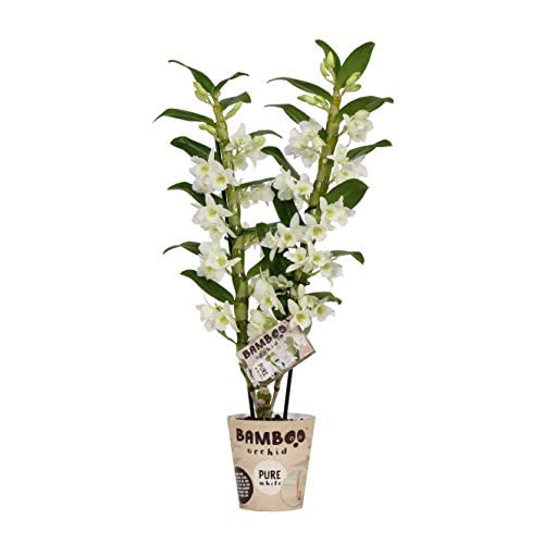 Dendrobium Nobile Blanco Orquídea Natural de Floración Larga