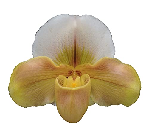 Orchid Insanity - Paphiopedilum Lady Slipper Orchid Gold/Autumn Complex Bulldog Hybrid, Easy and Hardy Slipper Orchid, NOT in Bud/Bloom When Shipped