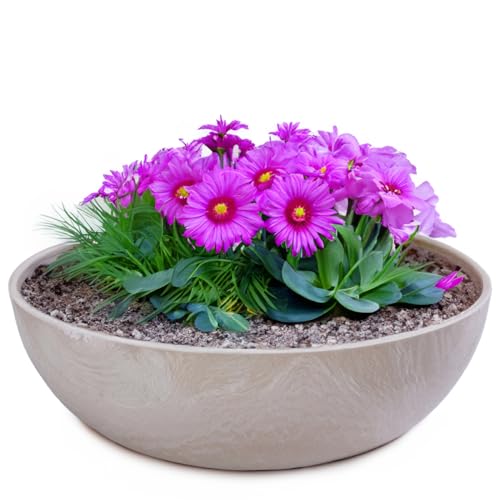 matches21 Pflanzschale für draußen - Vintage Dekoschale Sand beige marmoriert als Blumentopf Pflanztopf - Schale in 25 x 9 cm als Garten Vogeltränke Balkon-Deko oder Friedhof Grabschale