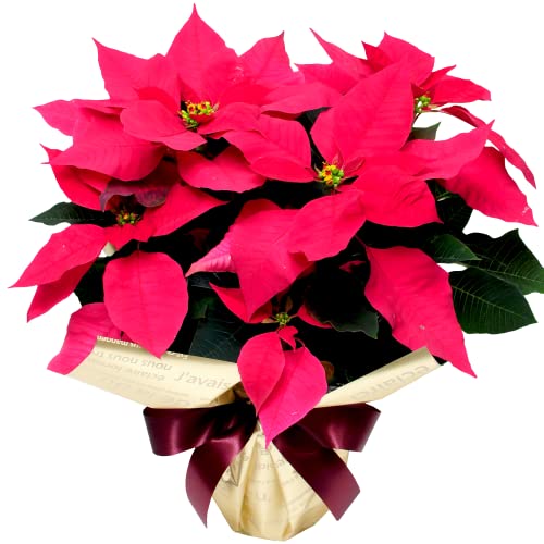 [ԍH[t[Mtg] |CZ`A A bhn 5 (NX}X  Mtg | a  v[g) (bh)