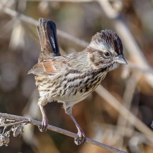 Why Do Birds Flick Their Tails? Podcast Por  arte de portada