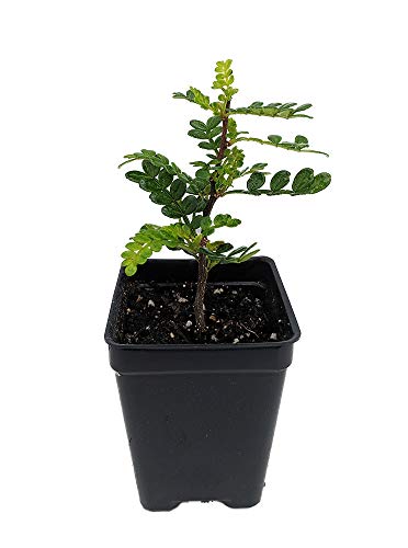 Edible Yellowwood/Pepper Tree Plant - 2.5' Pot - Terrarium/Fairy Garden/House Plant