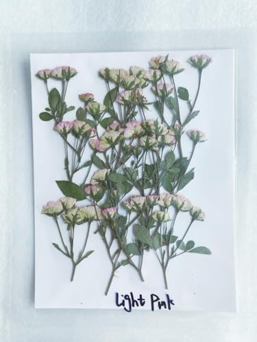 12 piezas de mini capullos de rosa prensados y secos miniatura 5