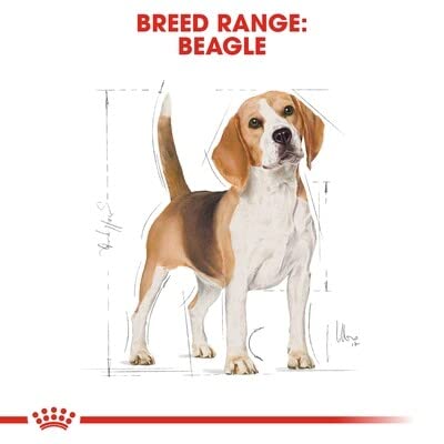 Royal Canin Beagle Trockenfutter für erwachsene Hunde, 12 kg