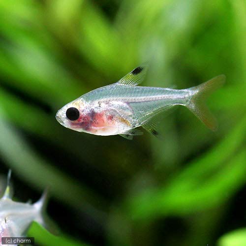 （熱帯魚）パンダ・プリステラ（６匹） 北海道・九州航空便要保温