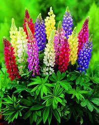 Beautifull Lupin Mixed Flower seeds for Home Gardening pack of 50 seeds-image-4
