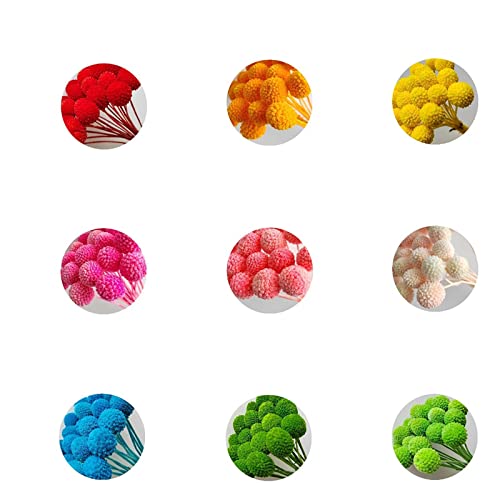 20 Flores Secas Naturales Billy Balls Amarillas miniatura 2