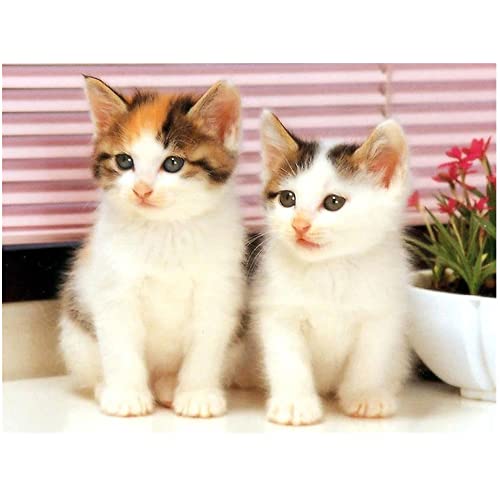 Cuadro de diamantes 5D cuadrado para adultos gatos amigos 50x40cm pintura de diamantes cuadro para niños arte para pintar por números punto de cruz piedras cuadradas láminas de animales reales 🔥