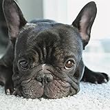 Zimal Diamond Embroidery DIY Diamond Paintings French Bulldog Dog Handmade Rhinestone Pasted Painting Room Decoration 11.8 x 11.8 Inch