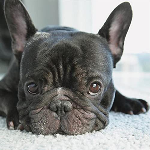 Zimal Diamond Embroidery DIY Diamond Paintings French Bulldog Dog Handmade Rhinestone Pasted Painting Room Decoration 11.8 x 11.8 Inch