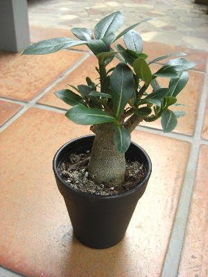 Amazon Co Jp 砂漠のバラ アデニウム オべスム ３ ５号サイズ 希少 ホーム キッチン