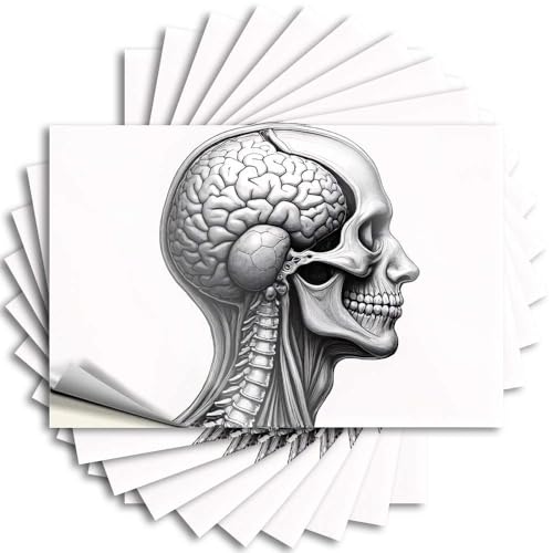 Calcomanía de vinilo duradero para decoración de habitación pequeña, ilustración anatómica de la cabeza y el cerebro humanos. Vaso para uso de billar (6 x 9 cm)
