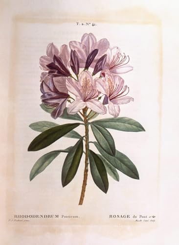 Lienzo de Rododendro común Pierre Redouté mural artístico de alta fidelidad 60x90