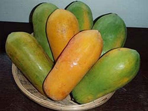 HOT!! - 50 Seeds Red Lady Papaya Seed, Very Sweet Flesh 100% Original