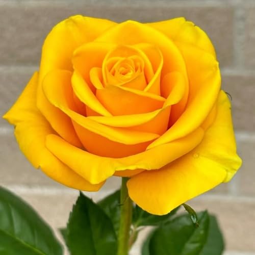 350+ Climbing Rose Seeds for Planting - Rare Rose Rosa Bush Vine Non-GMO Heirloom Flowers Seeds Outdoor Indoor Garden - Thumbnail 6