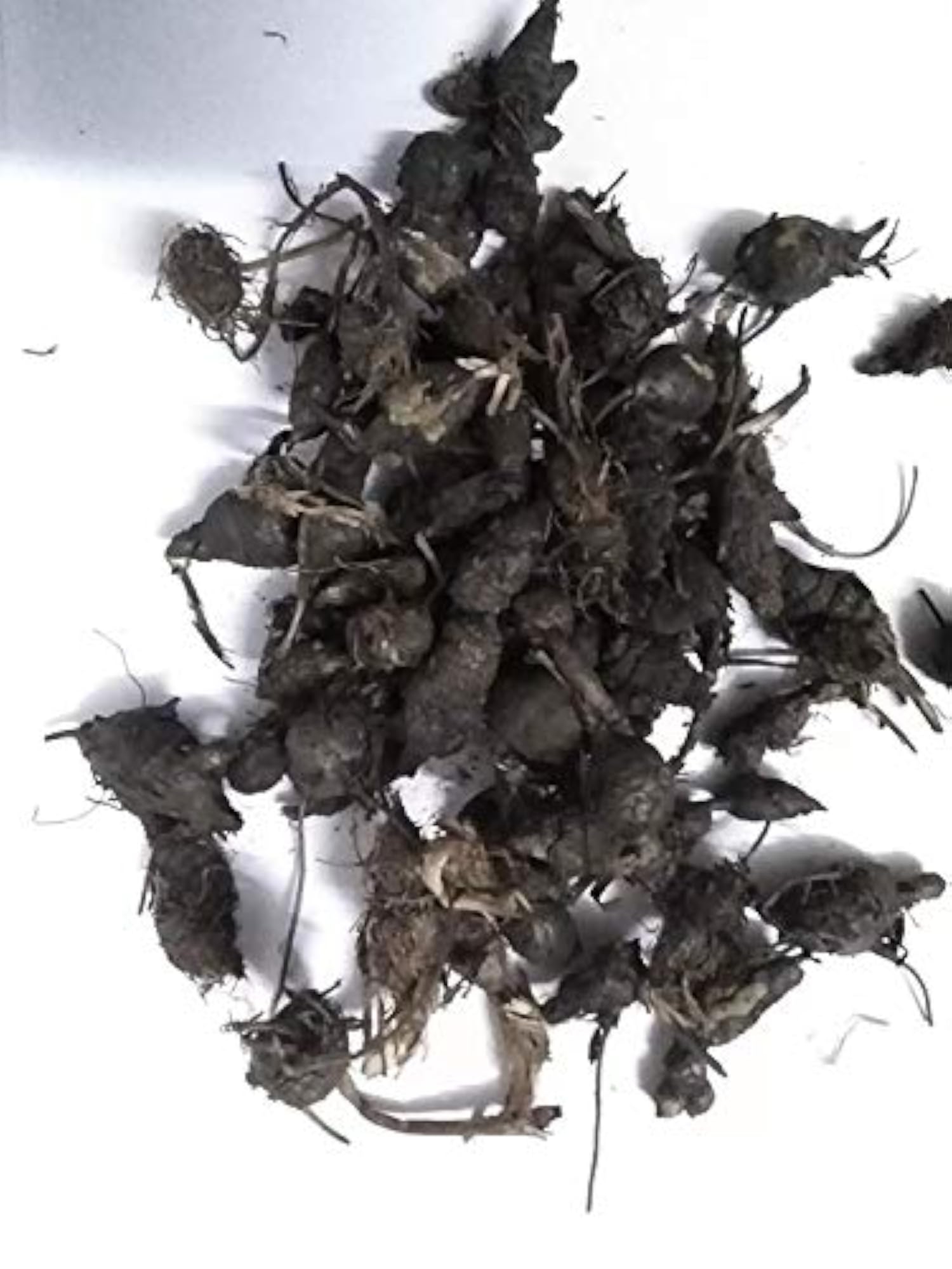 Akbari Traders Nagarmotha Nuts Grass, 100 Grams