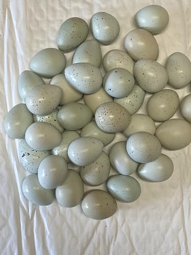 12+ Celadon Blue Coturnix Quail Hatching Eggs (12+) Eggs by Fox Peak Outdoor Supply LLC.