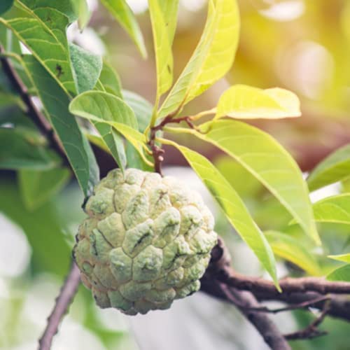 Annona Squamosa Sugar Apple T.Ree Asian P.Lant L.ive 10-14\" Tall for G.Rowing Outdoor - Thumbnail 2