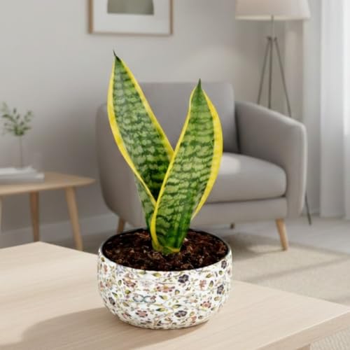 Image of Amulya Farms Indoor Plants for Home | Snake Plant Indoor Live Plant in Premium Floral Print Metal Pot | Air Purifying Indoor Plants for Home & Bedroom | Low Maintenance Indoor Plant