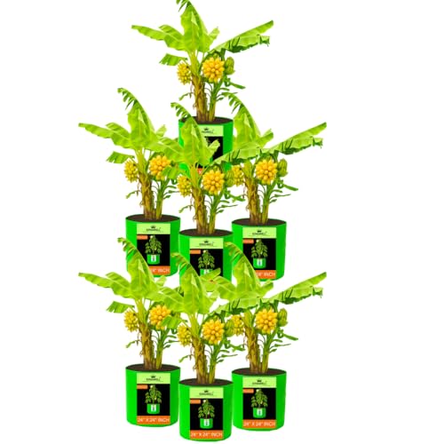 Image of Kingwell grow bags 24X24 inch pack of 7 For Terrace Garden Vegetable Plant Grow Bags Fruits Growing Containers For terrece Gardening