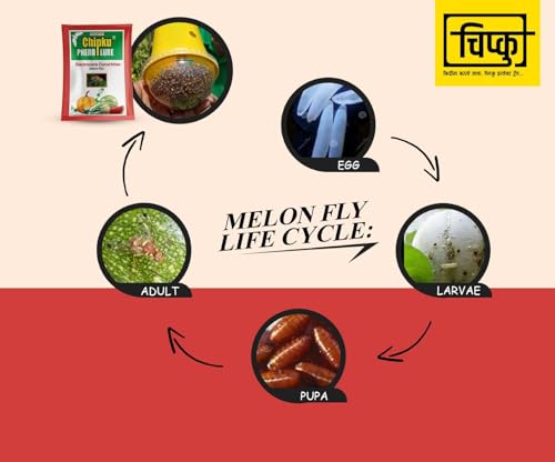 Image of Chipku ECO Trap /IPM Trap /Glass Trap /Melon Fly Trap- Useful for Melon cucurbitae Bottle Guard All Vegetable -100 Pieces