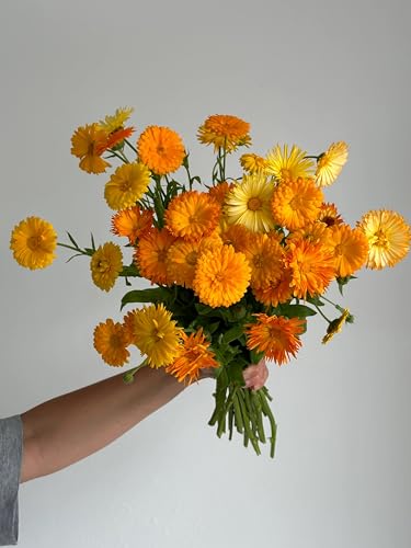 Image of Calendula Fiesta Gitana Flower Seeds Pack of 25 Plus Seeds Yellow Orange Double Petal Winter Seasonal Flower Seeds for Home Garden Balcony Pots Outdoor Gardening