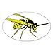 CafePress Autocollant ovale pour pare-chocs de voiture Wally The Wasp