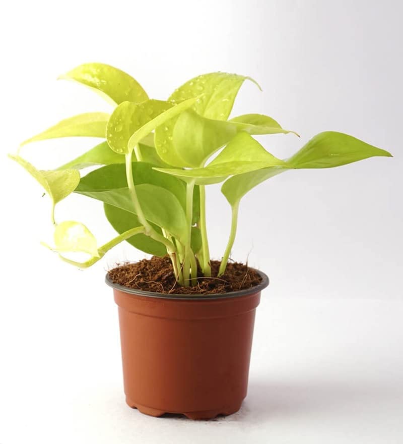 Plante Boys Live Money Plant Golden with Pot (B0C6Q2DB69) Amazon Price History, Amazon Price Tracker