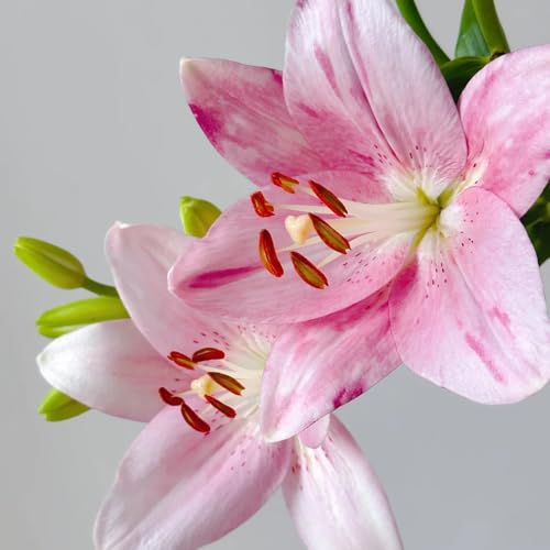 4bulbos de lirios, lilium brownii, ramo de jardin de lirio de resistentes, jardín en resistentes al exterior