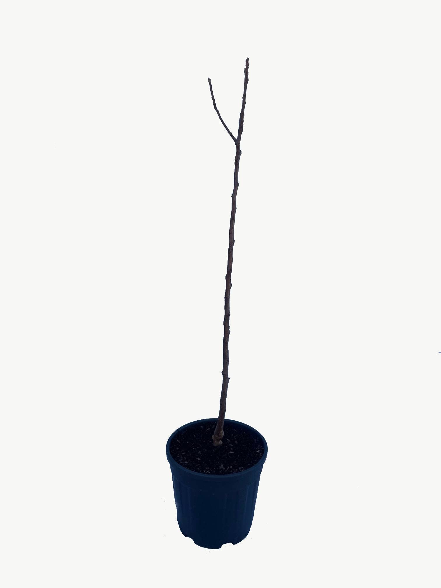 Manzano - Manzana roja - Maceta 26cm. - Altura aprox. 1'20m. - Planta viva - (Envíos sólo a Península)