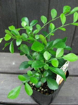 Amazon Co Jp 観葉植物 シルクジャスミン ゲッキツ 3号サイズラベル付き苗 ホーム キッチン Amazon Co Jp 観葉植物 シルクジャスミン ゲッキツ 3号サイズラベル付き苗 ホーム キッチン