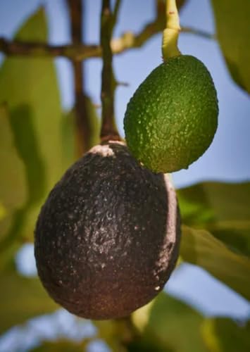 Image of Black Avocado Live Fruit Plant | Healthy Fresh Fruit Tree for Home Garden, Outdoor & Indoor Growing | Delicious Avocado Fruit Plant | Pack of 1 Live Plant