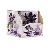 BigBuy Home