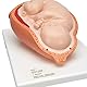 3B Scientific Menschliche Anatomie - Geburtsstadien-Modell + kostenlose Anatomie App - 3B Smart Anatomy, VG392