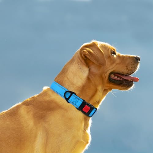 Taglory Hundehalsband, Weich Gepolstertes Neopren Nylon Hunde Halsband für Mittlere Hunde, Verstellbare und Reflektierend für das Training, Himmelblau