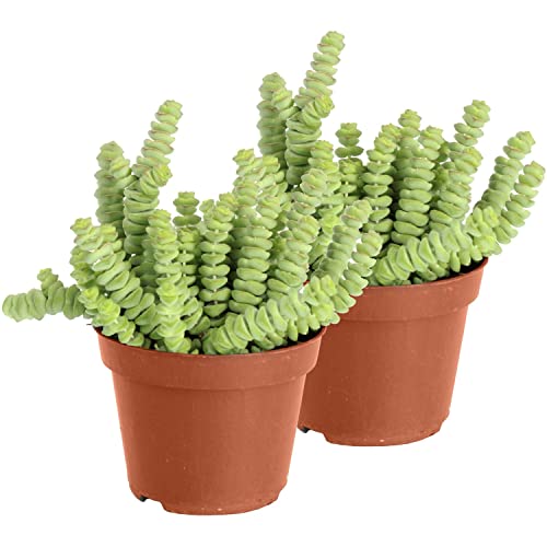 Duo de Crassula Marnieriana Plantas Suculentas Naturales Collar de Jade Pack 2 Unidades, DECOALIVE