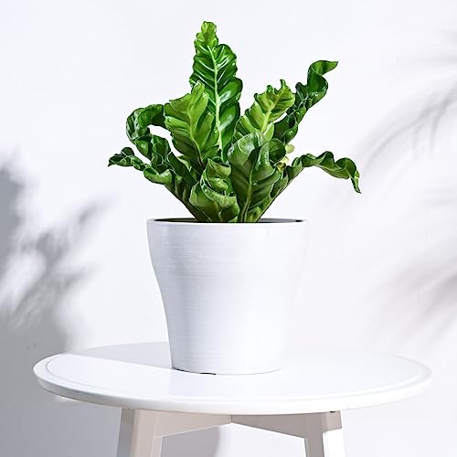 Image of UGAOO Rezer Tivoli Pots Planter for Home & Balcony Garden (Large, White)