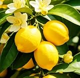 30PCS Meyer Lemon Seeds Delicious Fruit Citrus Fruit Garden Tree Seeds