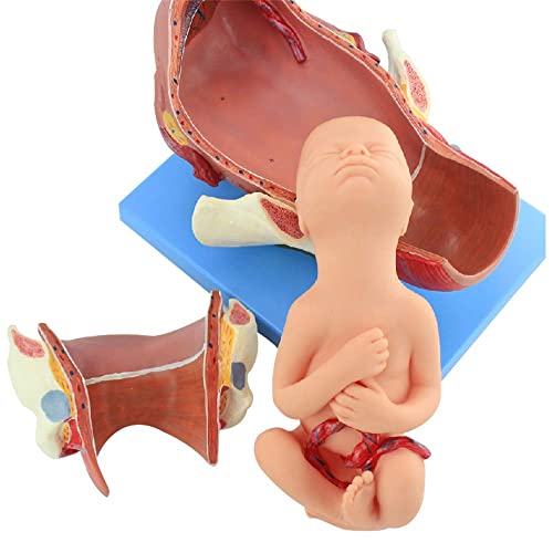 UWYTGF Teaching Model,Demonstration Model of Childbirth Anatomical Birth Pelvis and The Whole Fetal Model for The Whole, Second and Third Stage of Labor Work