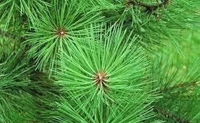 Pots and Plants Pine Tree Live Plant/Himalayan Longleaf Pine Tree/Rare Pinus Tree/Chir Pine Tree/Himalayan White, Blue Ornamental Tree/Live Outdoor Plant/Evergreen Plant, Green