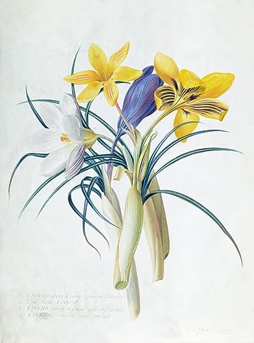 Affiches et gravures crocus Georg Dionysius Ehret pour sublimer votre décoration