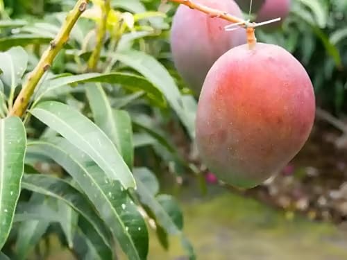 Image of Sweet Tasty Delicious ''Pusa Arunika Mango'' Live Plant || For Home Garden Plant || Fresh Most Expensive Variety || Grafted Live Plant ||