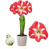 DUTCH BULBS EXCLUSIVE PLANTS FROM HOLLAND