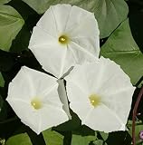 25 White Moonflower Flower Seeds Ipomoea alba Morning Glory