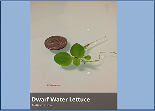 G & Z Aquarium Floating Plants Package #2, 12 Amazon Frogbit, 12 Dwarf Water Lettuce, 12 Water Spangles, 12 Red Root Floater #TOP4