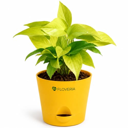 Image of Golden Money Plant Indoor Live Plant with Self Watering Pot | Lucky Vastu Air Purifying Houseplant for Home, Office, Living Room, Balcony & Home Decor Gift